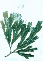 Pernille Folcarelli Bild A5 Seaweed 1 sea green