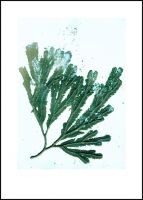 Pernille Folcarelli Bild 50x70 seaweed sea green