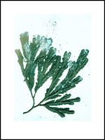 Pernille Folcarelli Bild 30x40 Seaweed sea green
